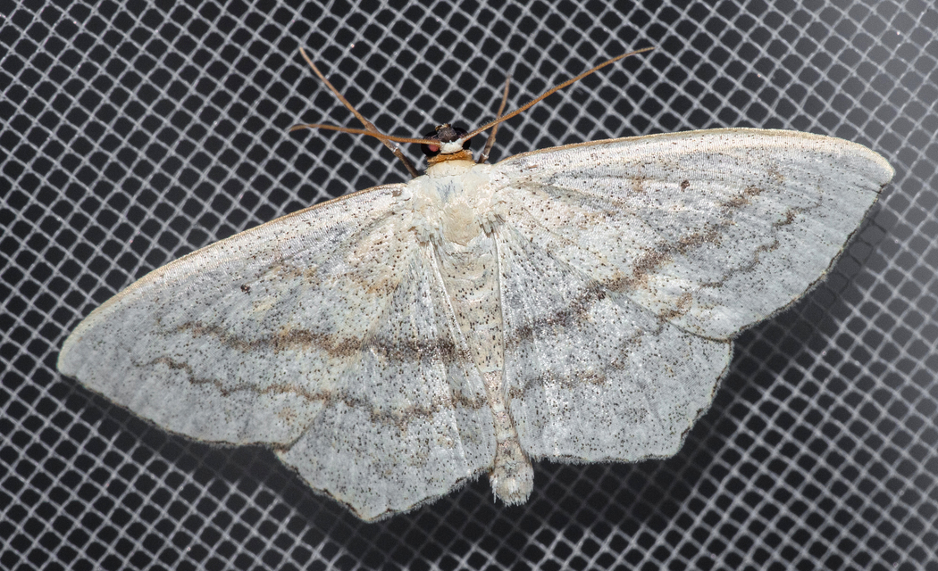 Scopula nigropunctata - feketepettyes araszoló