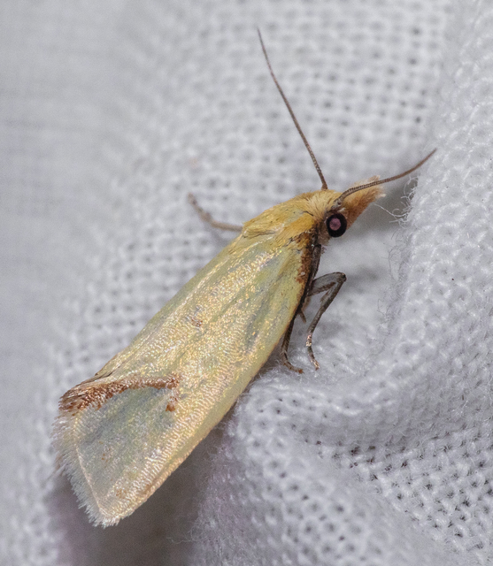 Agapeta hamana - közönséges sárgamoly