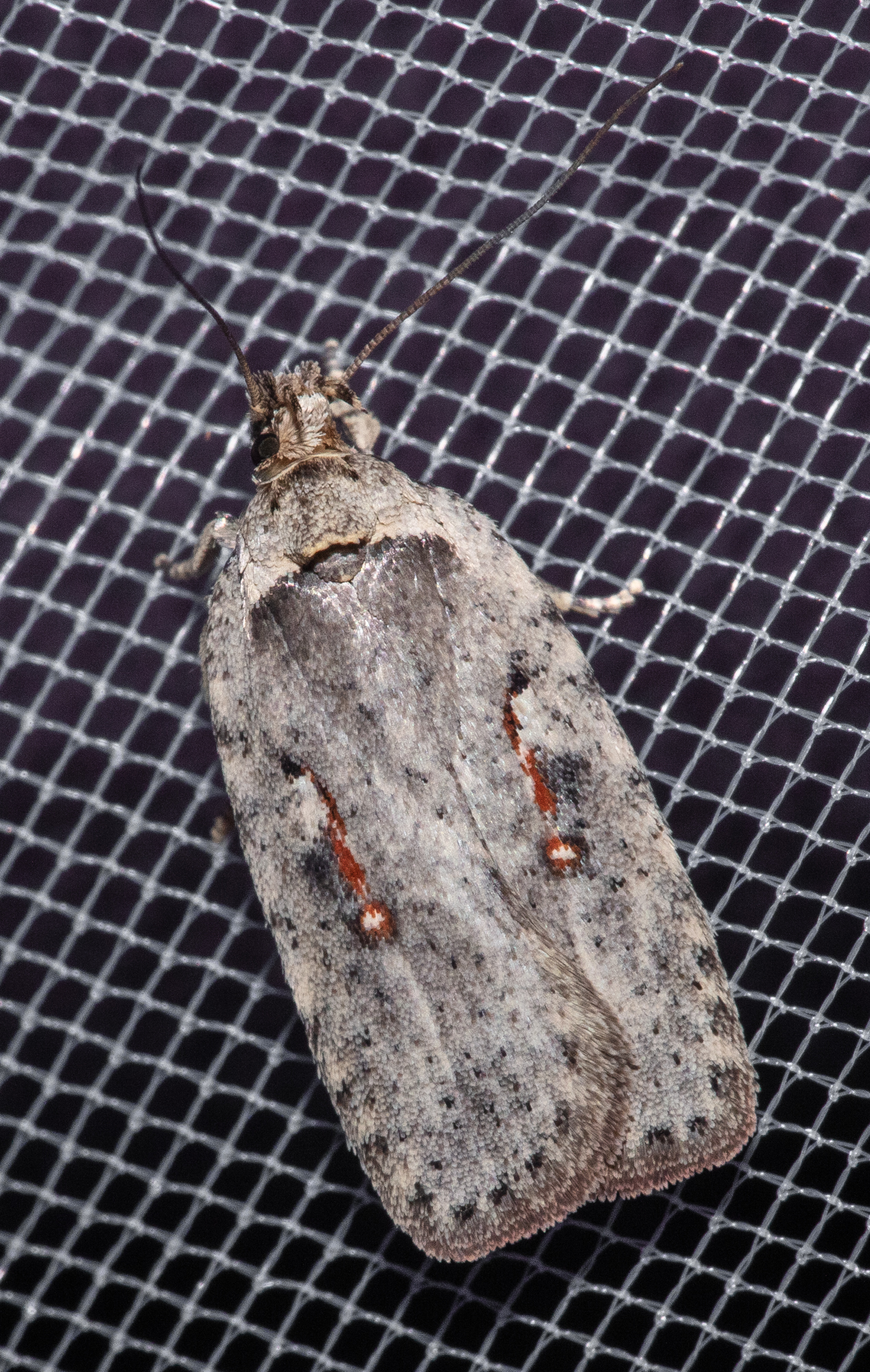 Agonopterix ocellana - szemes laposmoly