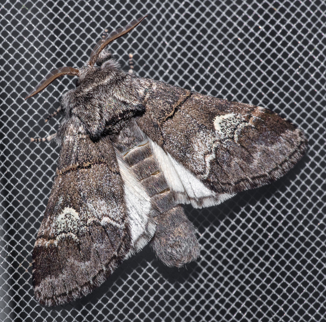 Drymonia querna - tölgyfa-púposszövő
