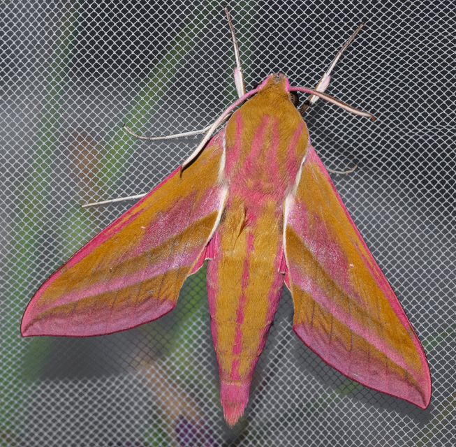 Deilephila elpenor - szőlőszender