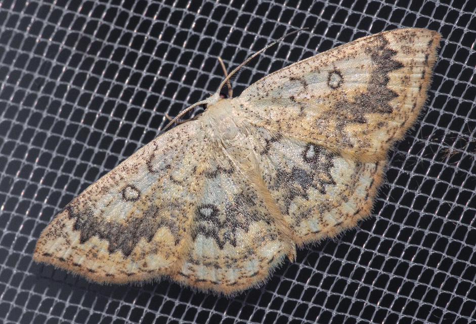 Cyclophora annularia - gyűrűs pettyesaraszoló