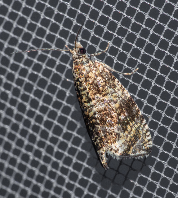 Celypha lacunana - vízparti tükrösmoly
