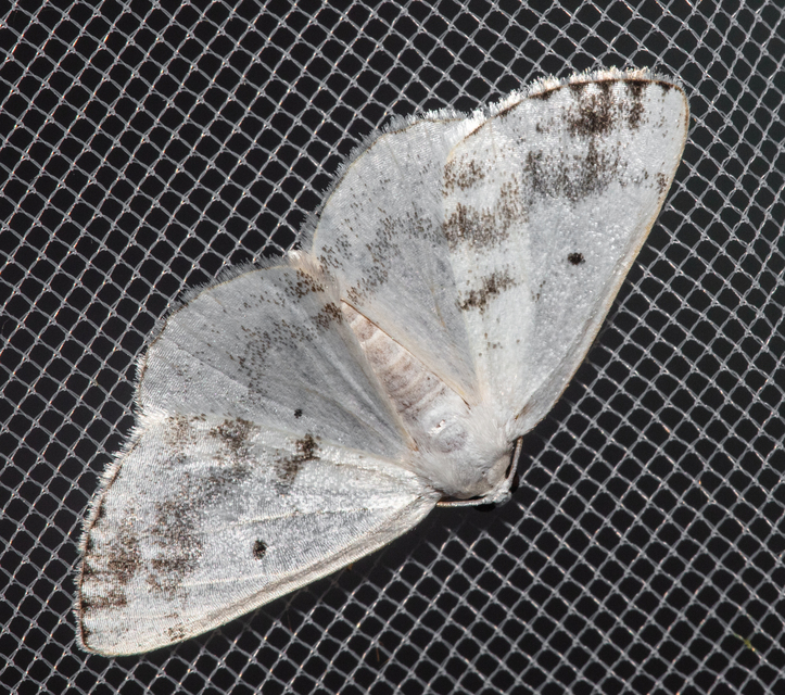 Lomographa temerata - foltos fehéraraszoló