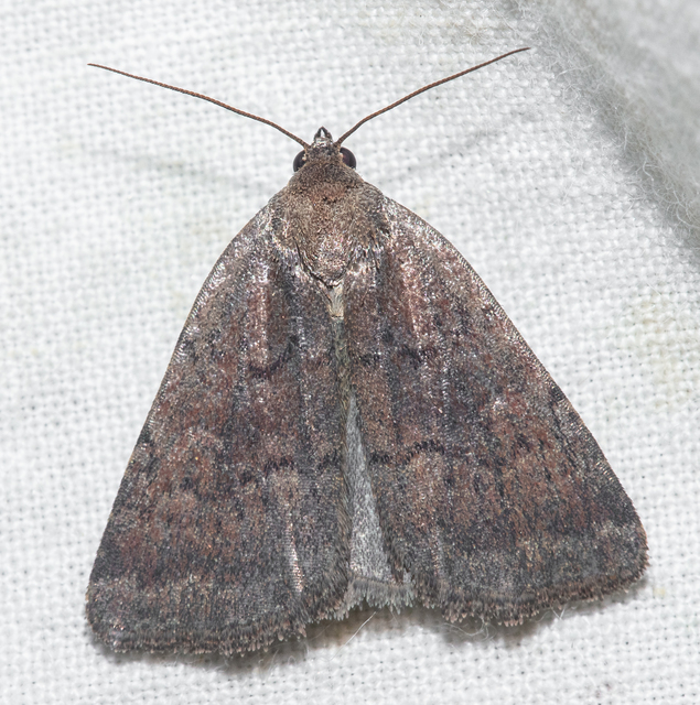 Acosmetia caliginosa - imolabagoly