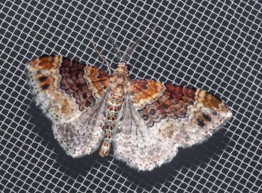 Xanthorhoe spadicearia - sávos tarkaaraszoló