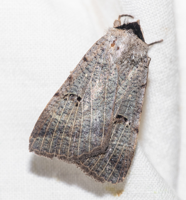 Lygephila craccae - gyakori csüdfűbagoly
