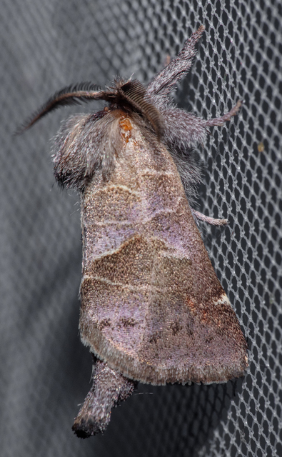 Clostera pigra - apró levélszövő