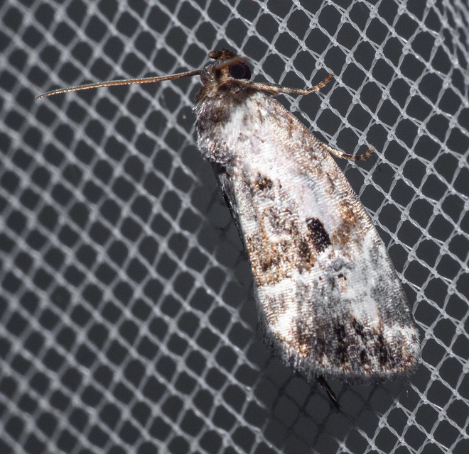 Hapalotis venustula - rózsaszínű mázasbagoly