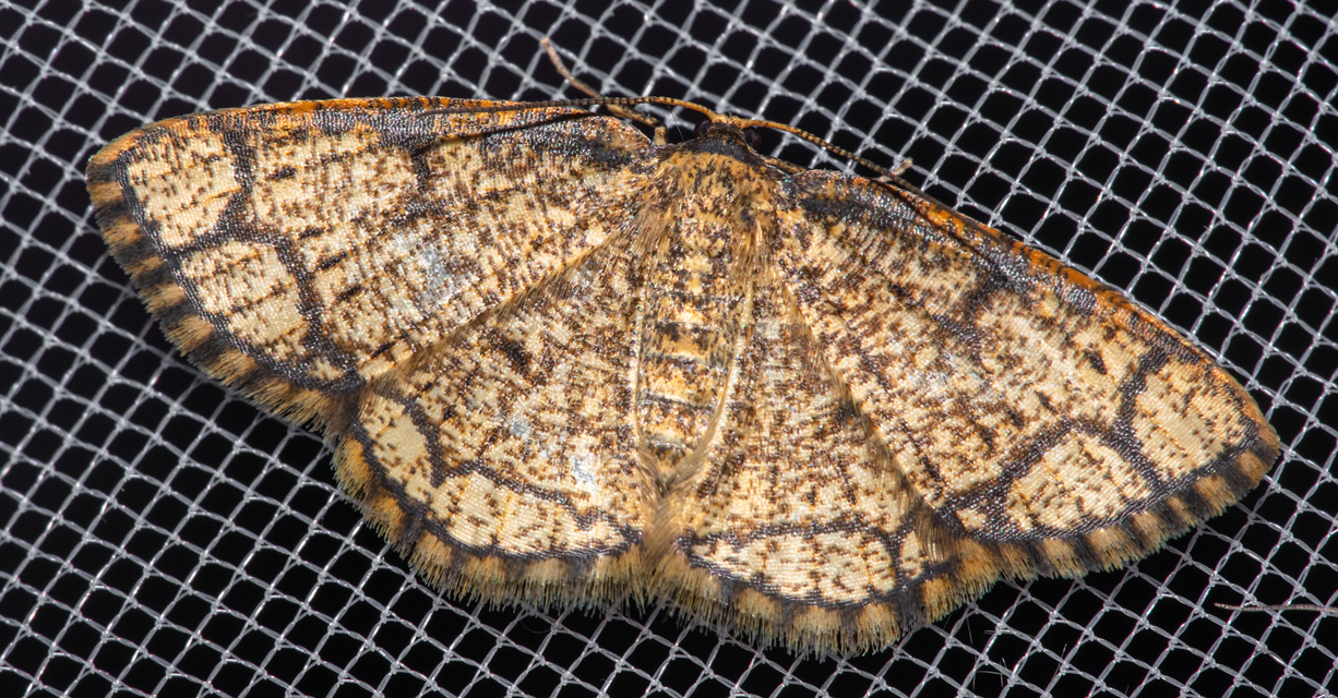 Stegania cararia - gyűrűs nyáraraszoló