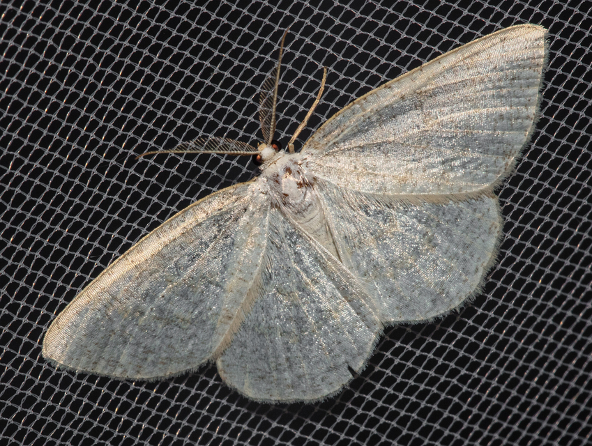 Cabera exanthemata - pettyes égeraraszoló