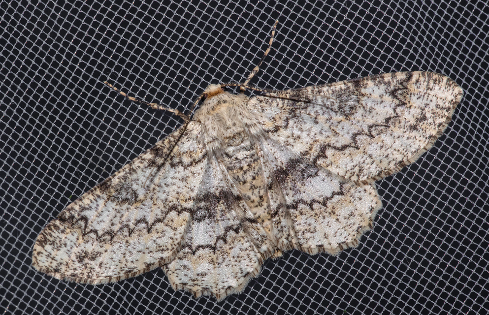 Ascotis selenaria - holdas faaraszoló