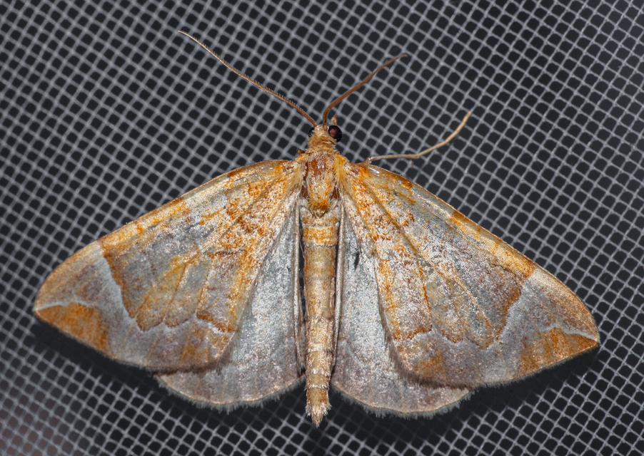 Eulithis testata - rezgőnyár-tarkaaraszoló