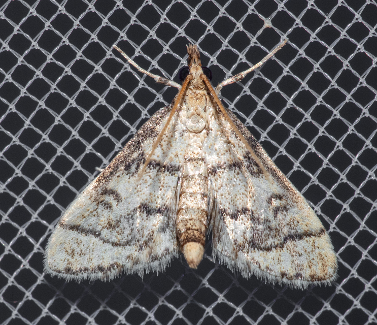 Metasia ophialis - kígyósávos tűzmoly