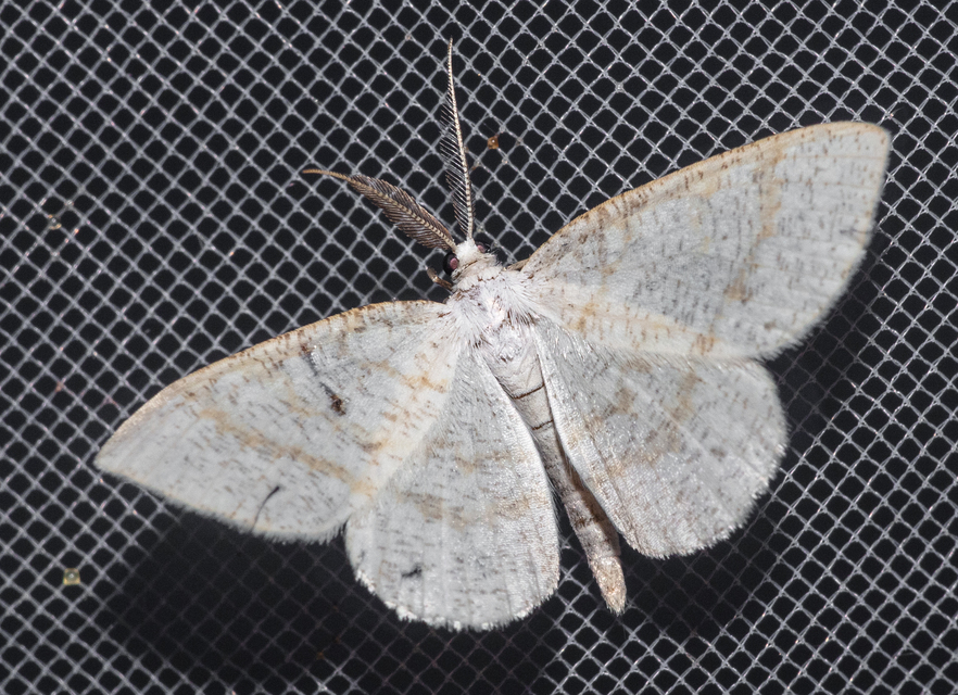 Cabera exanthemata - pettyes égeraraszoló