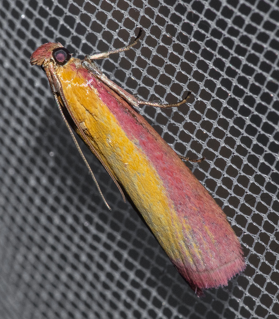 Oncocera semirubella - lucernamoly