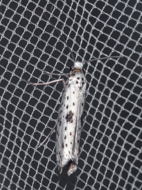 Yponomeuta plumbella - pókhálós bengemoly