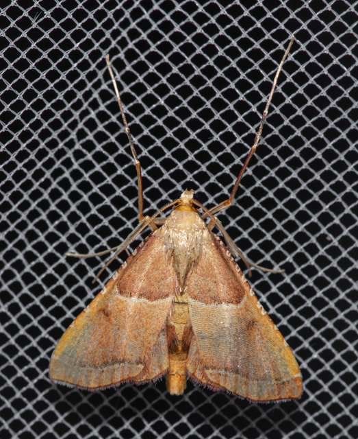 Endotricha flammealis - tüzesszárnyú fényilonca