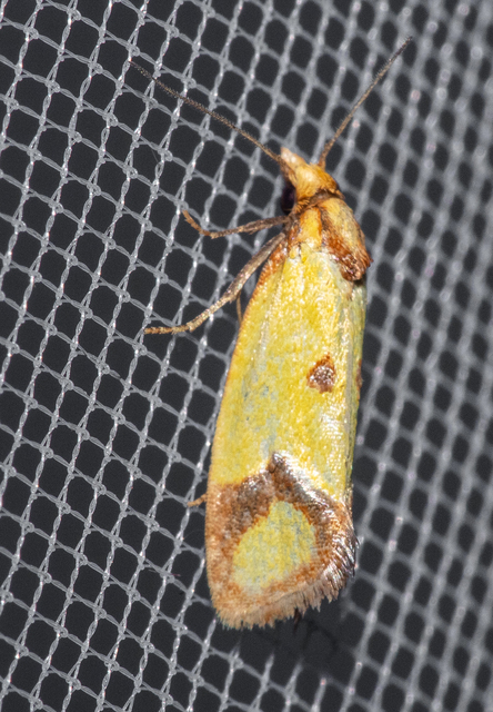 Agapeta zoegana - barnacsíkos sárgamoly