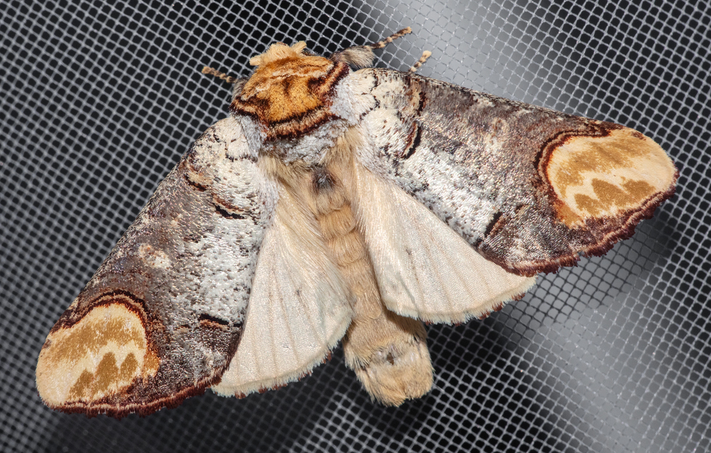 Phalera bucephala - sárgafoltos púposszövő