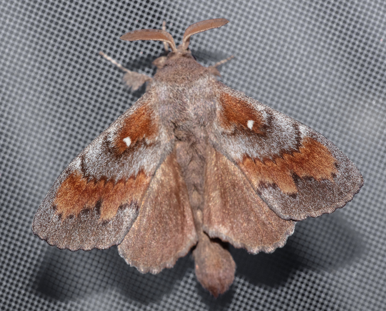 Dendrolimus pini - fenyőpohók