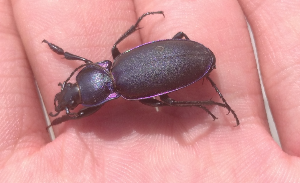 Carabus violaceus rakosiensis - rákosi kékfutrinka Carabus violaceus rakosiensis - rákosi kékfutrinka
