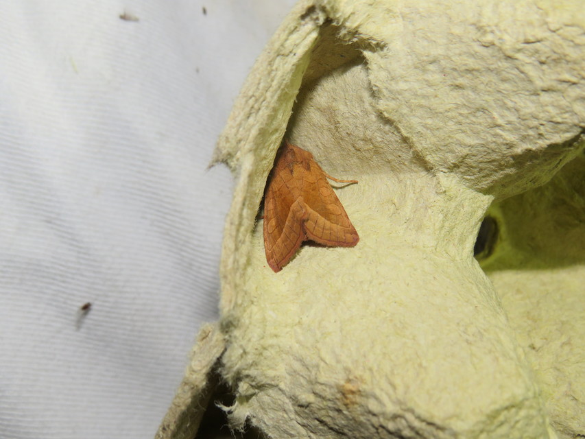 Hydraecia micacea - csillogó acsalapubagoly