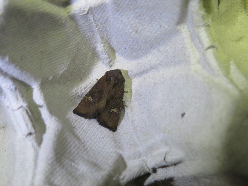 Helotropha leucostigma - mocsári nőszirombagoly