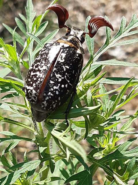 Polyphylla fullo - csapó cserebogár