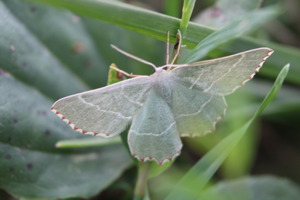 Thalera fimbrialis - csipkésszélű zöldaraszoló