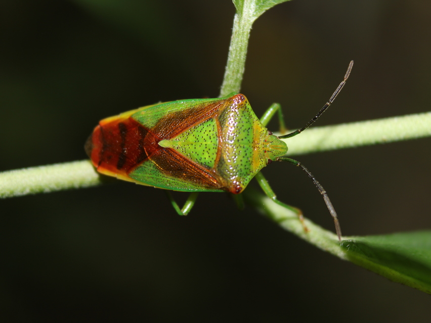 Acanthosoma haemorrhoidale - nagy dajkapoloska Acanthosoma haemorrhoidale - nagy dajkapoloska
