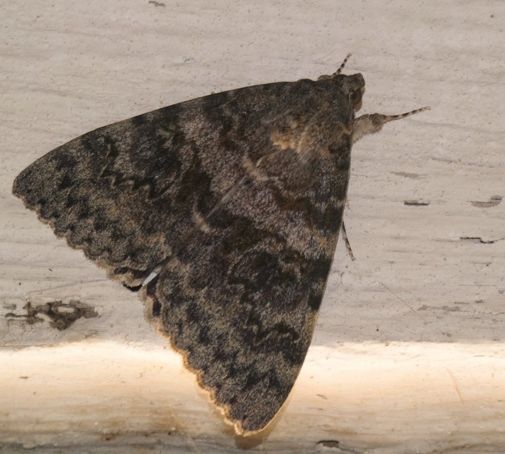 Catocala elocata - közönséges övesbagoly
