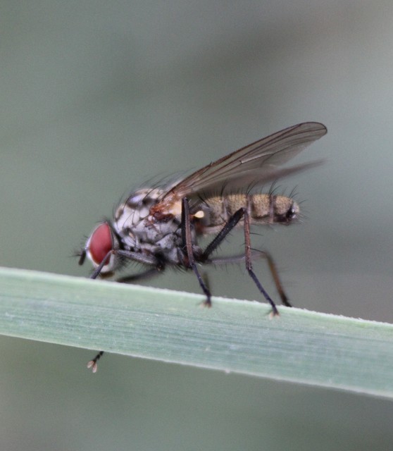 Anthomyiidae - viráglegyek