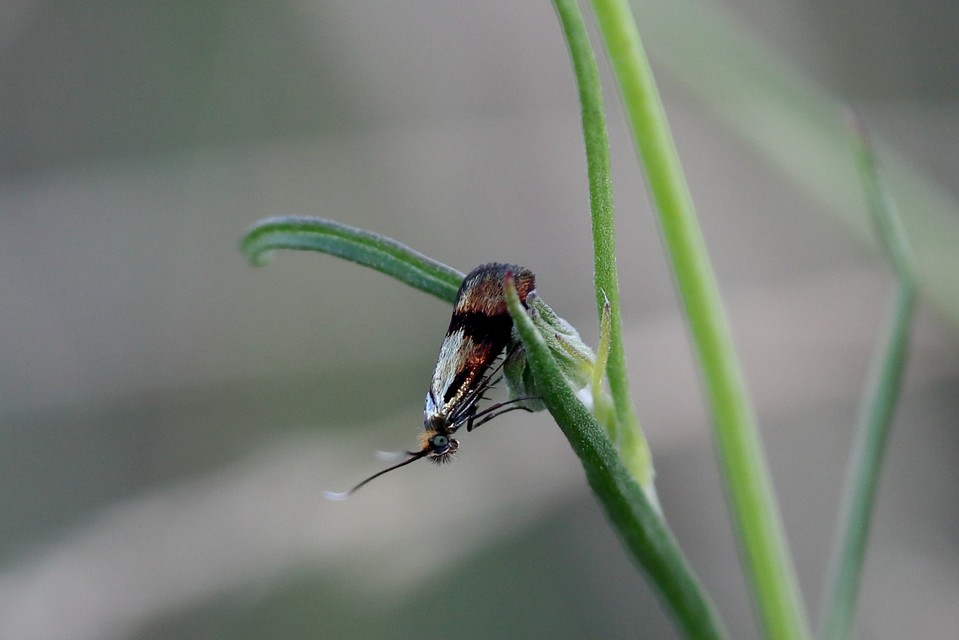 Nemophora