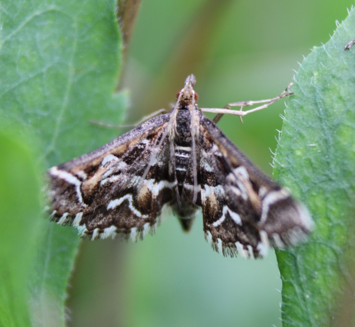 Diasemia reticularis - betűmintás tűzmoly
