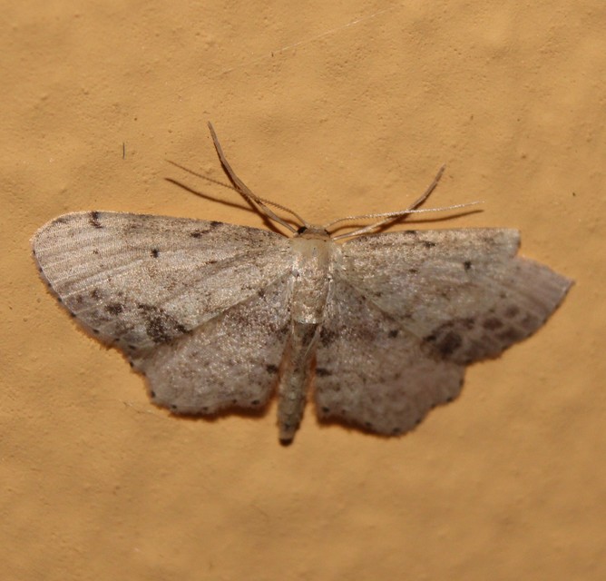 Idaea dimidiata - gyakori apróaraszoló