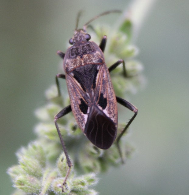 Rhyparochromus pini - avar-díszesbodobács
