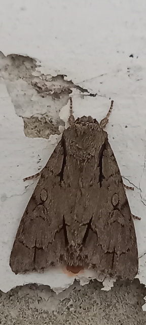 Acronicta cuspis/tridens/psi