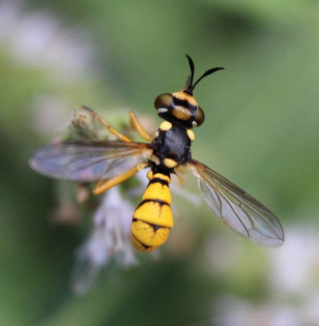 Conops silaceus