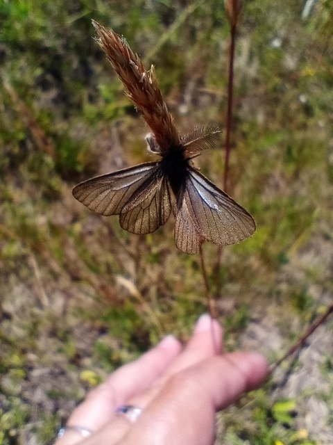 Pentophera morio - réti gyapjaslepke