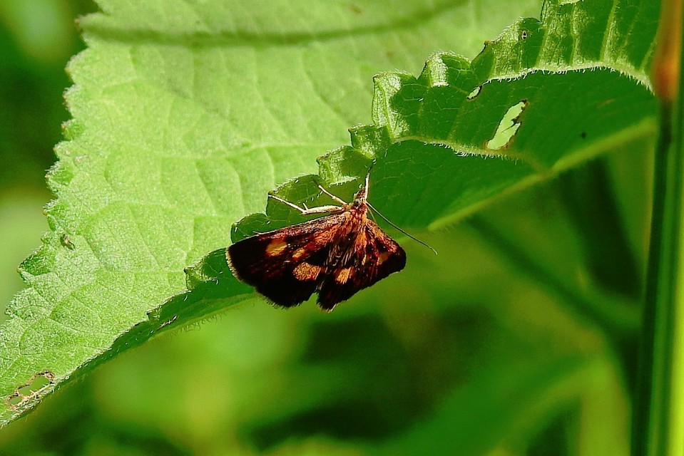 Pyrausta falcatalis - hegyi bíbormoly Pyrausta falcatalis - hegyi bíbormoly