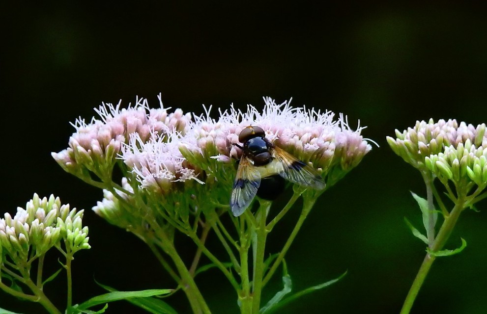 Volucella pellucens - üvegpotrohú pihelégy