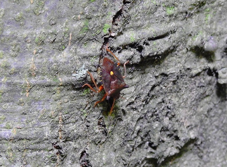Pentatoma rufipes - vöröslábú címerespoloska Pentatoma rufipes - vöröslábú címerespoloska