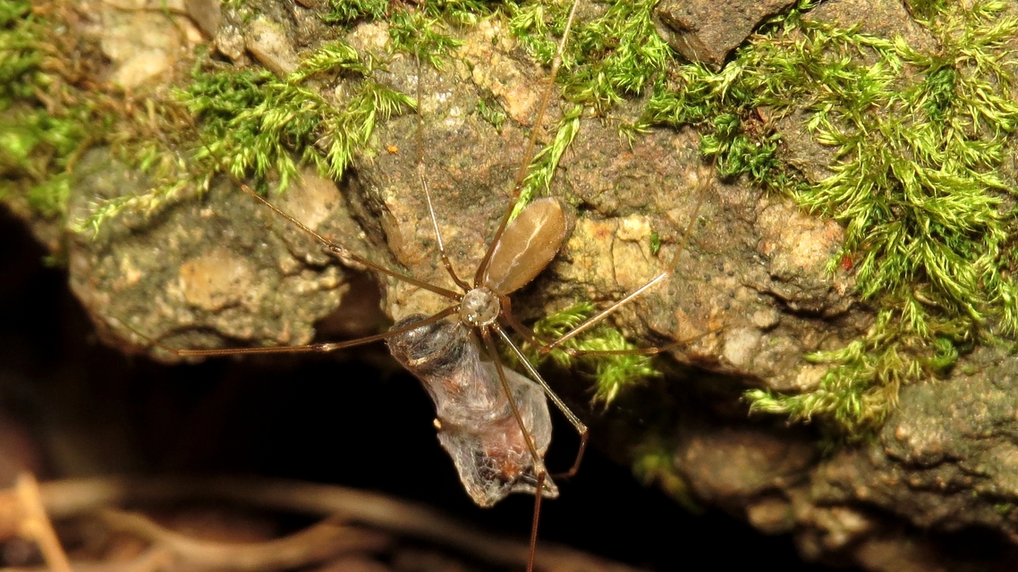 Pholcus opilionoides - kis álkaszáspók