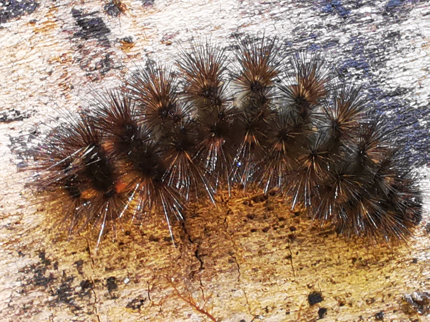 Diaphora luctuosa - gyászos medvelepke