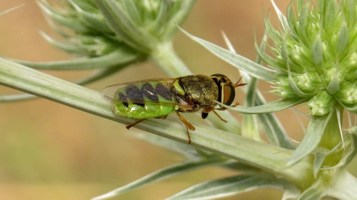 Odontomyia angulata - háromszöges zömöklégy