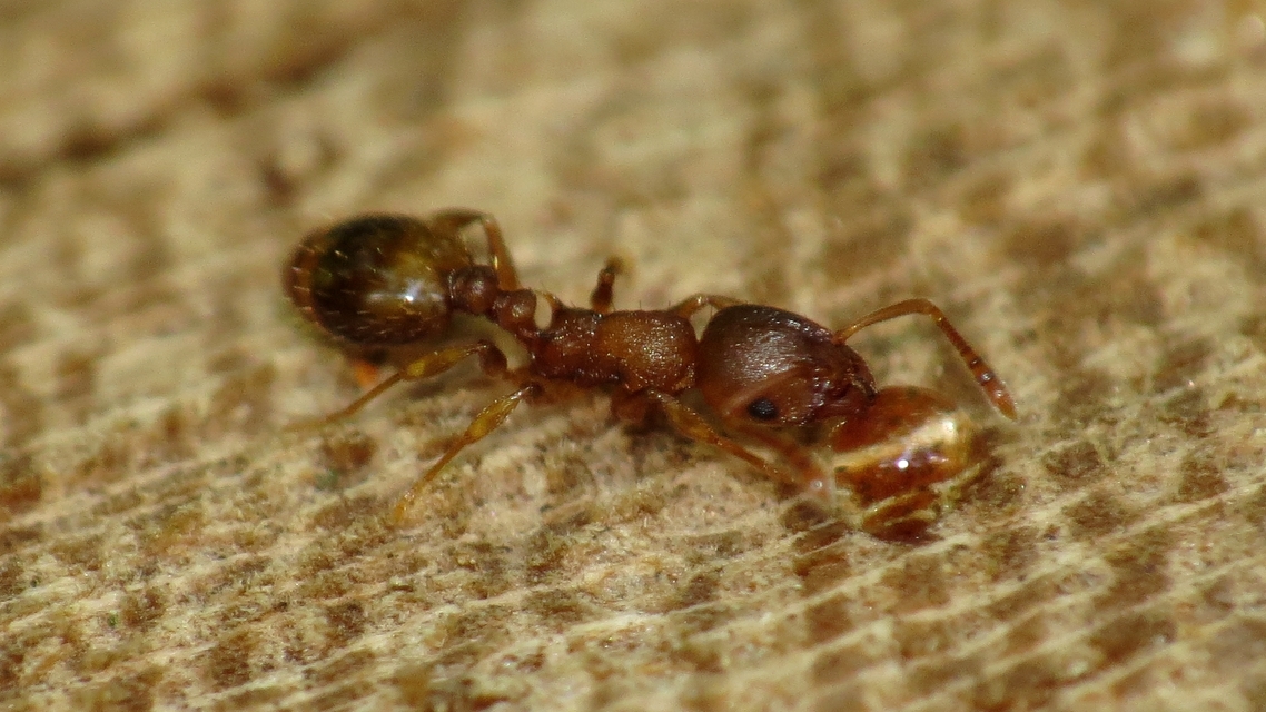 Temnothorax crassispinus - gubacslakó kéreghangya