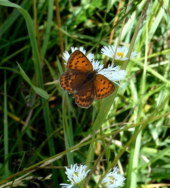 Lycaena virgaureae - arany-tűzlepke