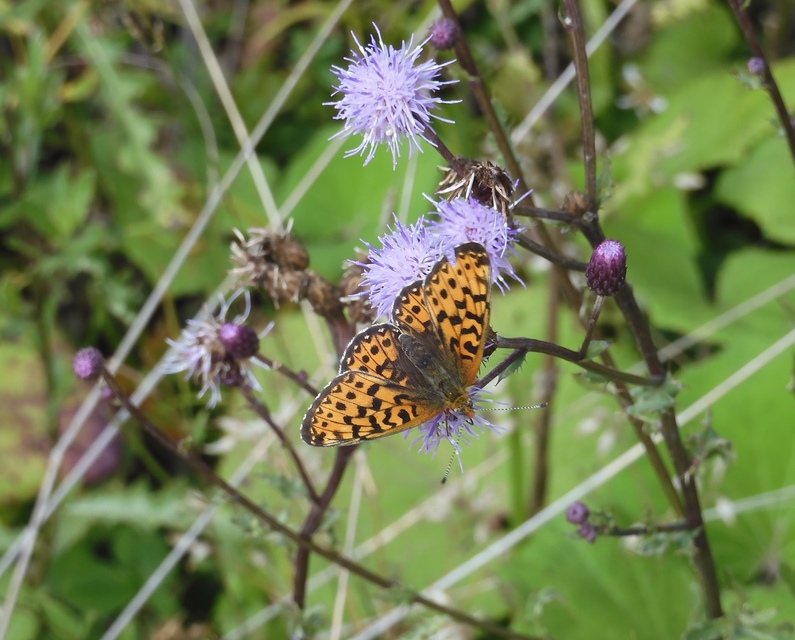 Boloria euphrosyne - árvácska-gyöngyházlepke