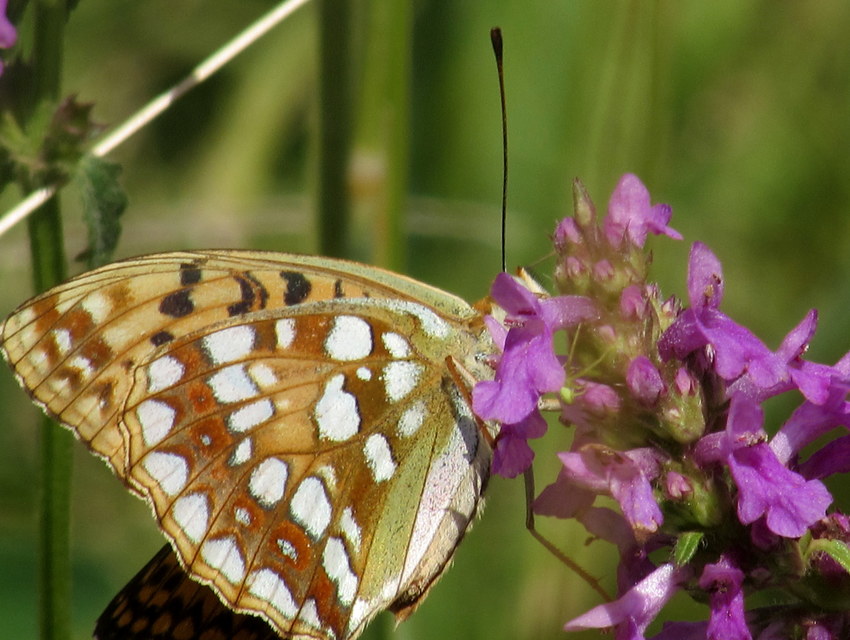 Argynnis adippe - ezüstös gyöngyházlepke
